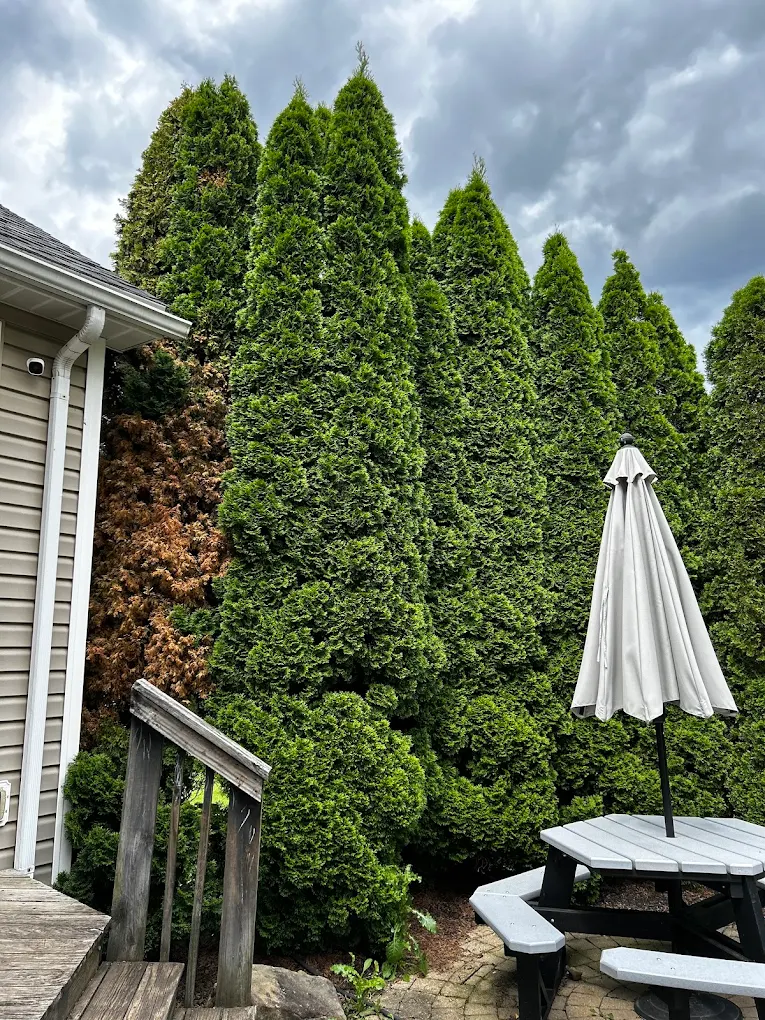 Simons Tree Services